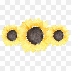 Sunflower Png, Transparent Png - sunflower png