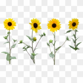 Full Sunflower Transparent Background, HD Png Download - sunflower png