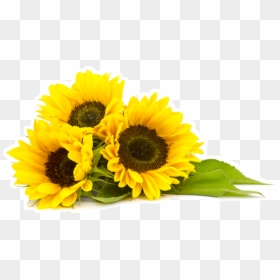 Sunflower Oil Png, Transparent Png - sunflower png