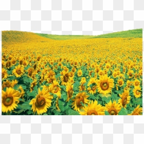 Rose Garden In China, HD Png Download - sunflower png