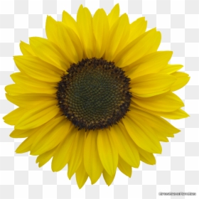 Clear Background Sunflower Transparent Png, Png Download - sunflower png