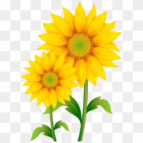 Transparent Sunflower Clipart Png - Transparent Background Sunflower ...