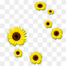 Sunflower Petals Png, Transparent Png - sunflower png