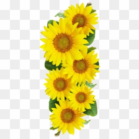 Imagens De Girassol Png, Transparent Png - sunflower png