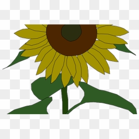Sunflower Outline Pictures Of Flowers, HD Png Download - sunflower png