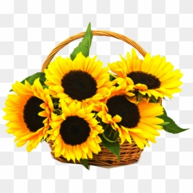 Sunflower Basket, HD Png Download - sunflower png