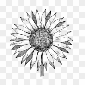 Sunflower Clipart Black And White, HD Png Download - sunflower png