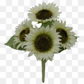 Sunflower, HD Png Download - sunflower png