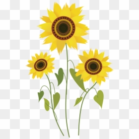 Sunflower Drawing, HD Png Download - sunflower png