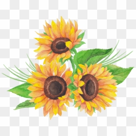 Sunflower, HD Png Download - sunflower png