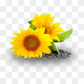 Sunflower Oil, HD Png Download - sunflower png