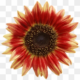 Sunflower Waterslide, HD Png Download - sunflower png