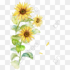 Yellow Water Color Flowers, HD Png Download - sunflower png