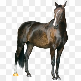 Riyaz 14 With His Friends, HD Png Download - horse png