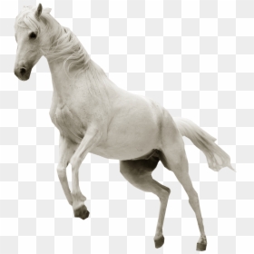 White Horse No Background, HD Png Download - horse png