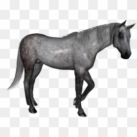 Dapple Grey Horse Transparent Png, Png Download - horse png
