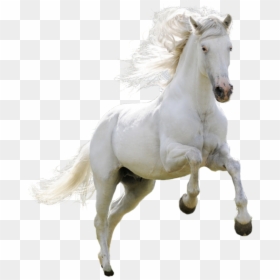 Transparent White Horse Png, Png Download - horse png