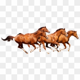 Wild Horse Running Png, Transparent Png - horse png