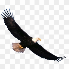 Bald Eagle Flying Png, Transparent Png - eagle png