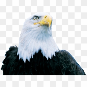 Hinh Nen Dai Bang, HD Png Download - eagle png