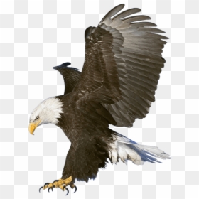Shaheen Eagle, HD Png Download - eagle png