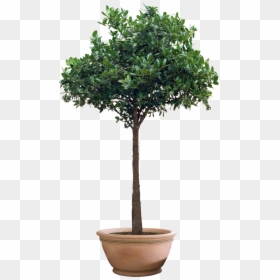 High Resolution Png Trees, Transparent Png - plant png