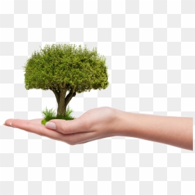 Plant A Tree Png, Transparent Png - plant png