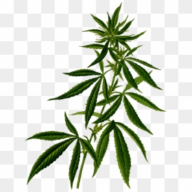Marijuana Plant, HD Png Download - plant png