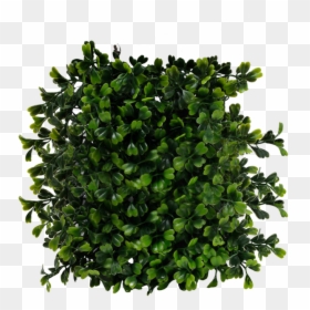 Arbustos Png En Planta, Transparent Png - plant png