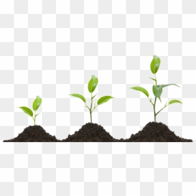 Plant Growth Regulators, HD Png Download - plant png