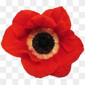 Red Anemone Flower Transparent Background, HD Png Download - plant png