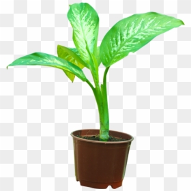 Houseplant, HD Png Download - plant png