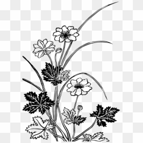 Flowering Plants Black And White, HD Png Download - plant png