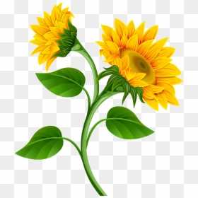 Transparent Background Sunflower Clipart, HD Png Download - plant png