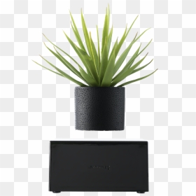 Plant In Black Vase, HD Png Download - plant png