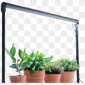 Flowerpot, HD Png Download - plant png