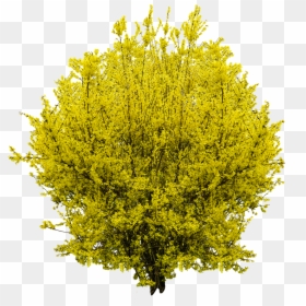 Forsythia Png, Transparent Png - bush png