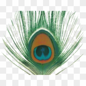 Png Format Hd Peacock Feather Png, Transparent Png - mor pankh png