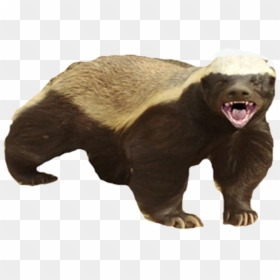 Honey Badger Dont Care, HD Png Download - honey png