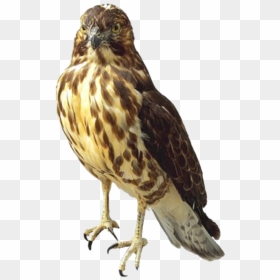 Falcon Transparent, HD Png Download - hawk png