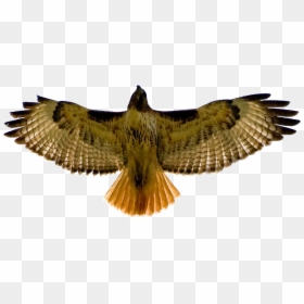 Red Tailed Hawk Clip Art, HD Png Download - hawk png