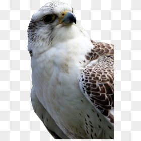 Hawk Png, Transparent Png - hawk png