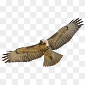 Hawk, HD Png Download - hawk png