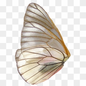 Butterfly Png, Transparent Png - fairy wings png