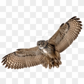 Owl Transparent, HD Png Download - hawk png