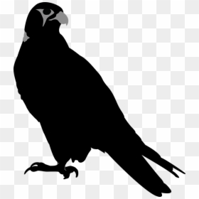 Faucon Silhouette, HD Png Download - hawk png