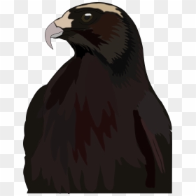 Red-tailed Hawk, HD Png Download - hawk png