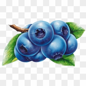 Clipart Blueberries, HD Png Download - blueberry png