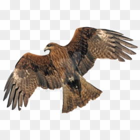 Golden Eagle Transparent Background, HD Png Download - hawk png