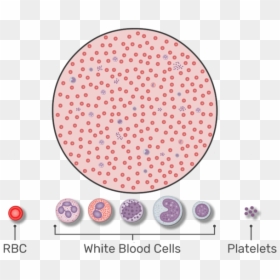 Rbc Count, HD Png Download - blood drop png